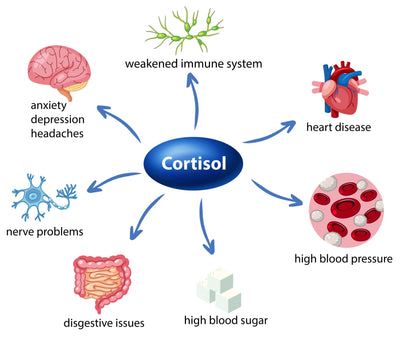What is cortisol and what does it do?