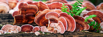 Reishi Mushroom – Taking a look under the cap!