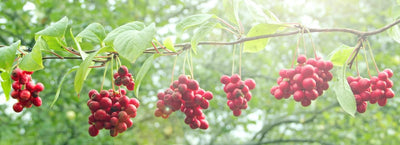 Schisandra - Looking at the Last Five Years