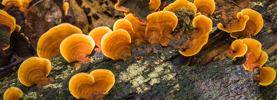 Reishi Mushroom: From Tradition to Today                 