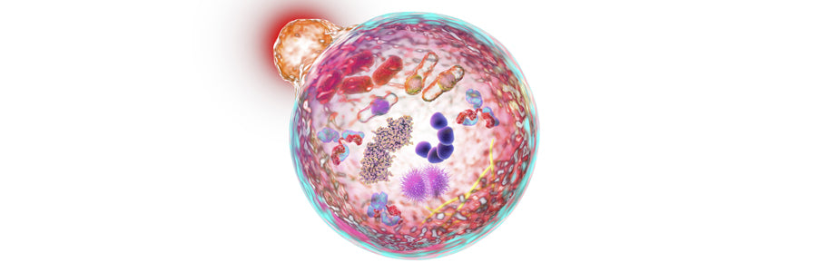 Autophagy - Where does it belong in our future…