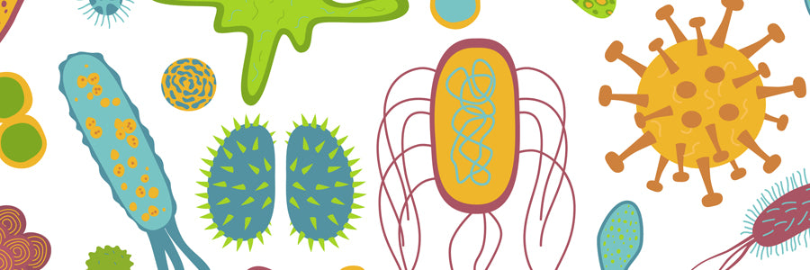 Gut Microbiome | A Guide To What It Is