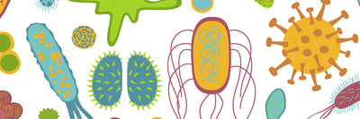 Gut Microbiome | A Guide To What It Is